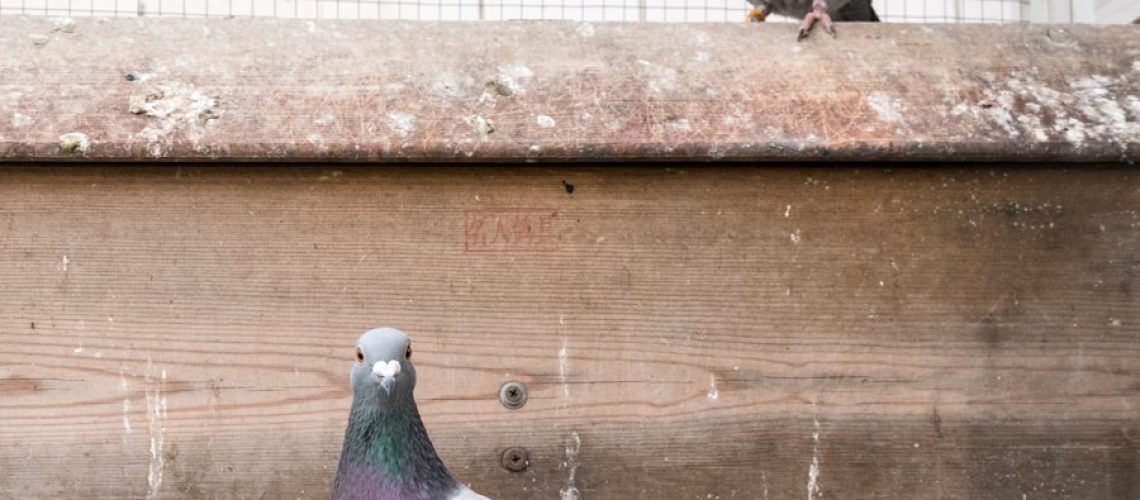 gray pigeon on brown wooden fence